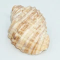 DSC07022.JPG