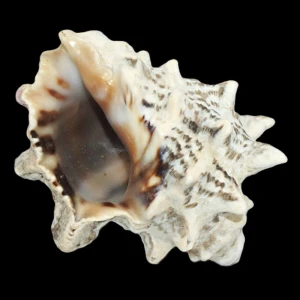 Muszla Thais aculeata (Deshayes, 1844) n.2