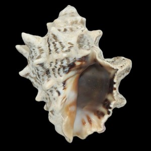 Muszla Thais aculeata (Deshayes, 1844) n.2