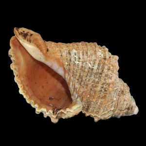 Muszla Nucella heyseana (Dunker, 1882) n.2