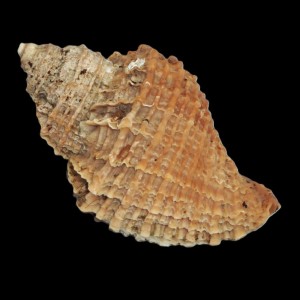 Muszla Nucella heyseana (Dunker, 1882) n.2