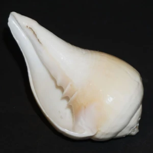 Muszla Turbinella pyrum (Linne, 1758)