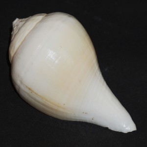 Muszla Turbinella pyrum (Linne, 1758)