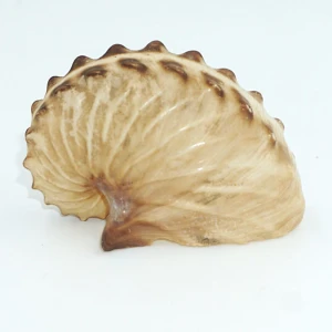 Muszla żeglarka Argonauta cf. boettgeri (Maltzan, 1881) S8