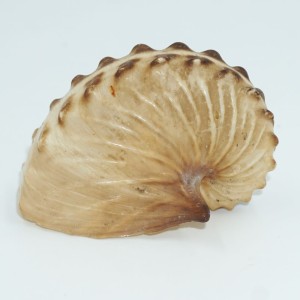 Muszla żeglarka Argonauta cf. boettgeri (Maltzan, 1881) S8