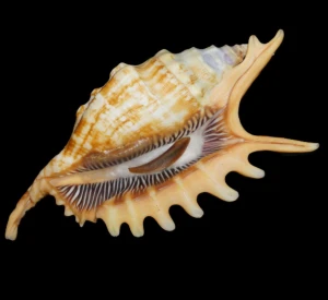 Muszla szponiatki Lambis digitata (Perry, 1811) n.9