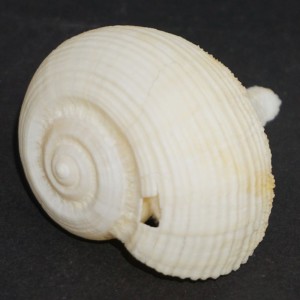 Muszla Rapa rapa (Linne, 1758) n.4