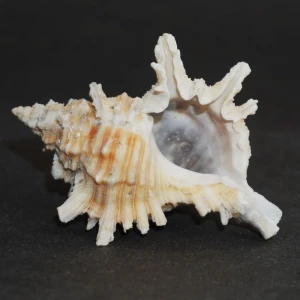 Muszla rozkolca Chicoreus (Triplex) brevifrons (Lamarck, 1822) n.2