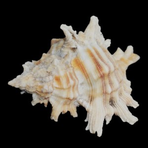 Muszla rozkolca Chicoreus (Triplex) brevifrons (Lamarck, 1822) n.2