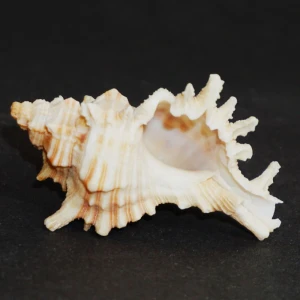 Muszla rozkolca Chicoreus (Triplex) brevifrons (Lamarck, 1822) n.3