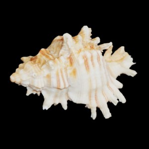 Muszla rozkolca Chicoreus (Triplex) brevifrons (Lamarck, 1822) n.3