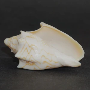 Muszla zwójki Cymbiola vespertilio agustinensis (Bail, P. & H. Douté, 1995) n.3