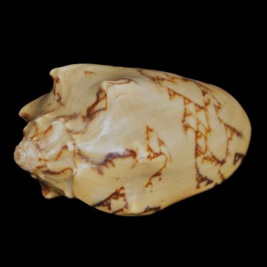 Muszla zwójki Cymbiola vespertilio vespertilio (Linne, 1758) n.2