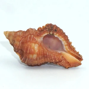 Muszla rozkolca Chicoreus capucinus (Lamarck, 1822) n.2