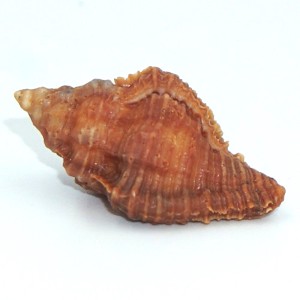 Muszla rozkolca Chicoreus capucinus (Lamarck, 1822) n.2