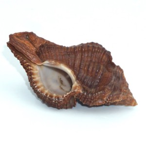 Muszla rozkolca Chicoreus capucinus (Lamarck, 1822) n.1