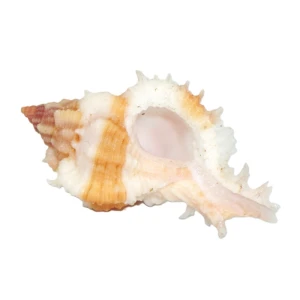 Muszla rozkolca Chicomurex gloriosus  (Shikama, 1977) n.2