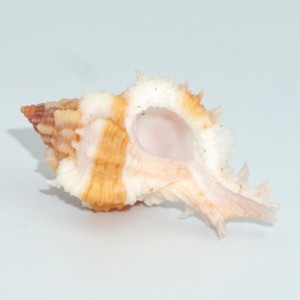 Muszla rozkolca Chicomurex gloriosus  (Shikama, 1977) n.2