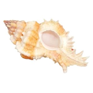 Muszla rozkolca Chicomurex gloriosus  (Shikama, 1977) n.1