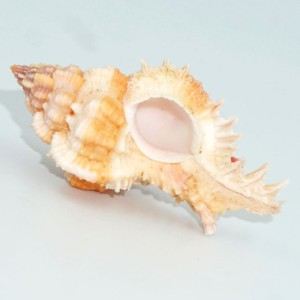 Muszla rozkolca Chicomurex gloriosus  (Shikama, 1977) n.1