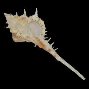 Muszla rozkolca Vokesimurex kiiensis nagaidesu (Shikama, 1970) n.1