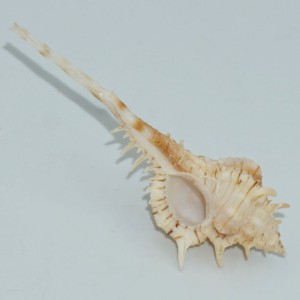 Muszla rozkolca Vokesimurex kiiensis nagaidesu (Shikama, 1970) n.1