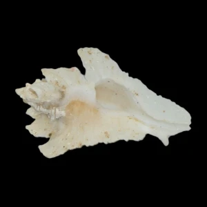 Muszla rozkolca Pterynotus pellucidus (Reeve, 1845)