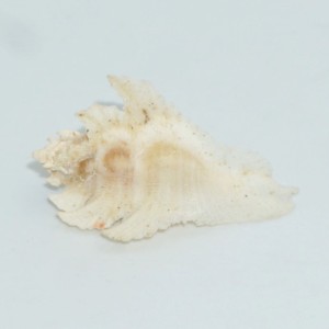 Muszla rozkolca Pterynotus pellucidus (Reeve, 1845)