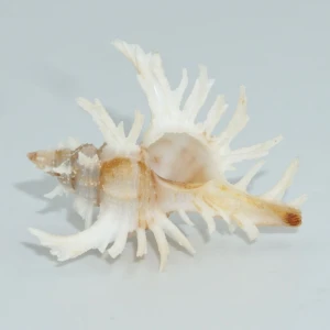 Muszla rozkolca Chicoreus (Triplex) cnissodus (Euthyme, 1889)