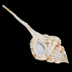 Muszla rozkolca Vokesimurex dentifer dentifer (Watson, 1883) n.5