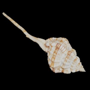 Muszla rozkolca Vokesimurex dentifer dentifer (Watson, 1883) n.5