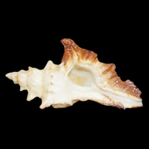 Muszla rozkolca Pterochelus acanthopterus (Lamarck, 1816)