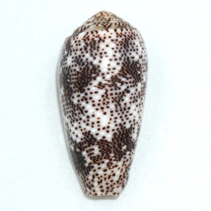 Muszla stożka Conus stercusmuscarum (Linne, 1758) n.2