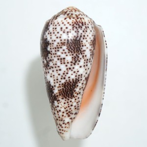 Muszla stożka Conus stercusmuscarum (Linne, 1758) n.2