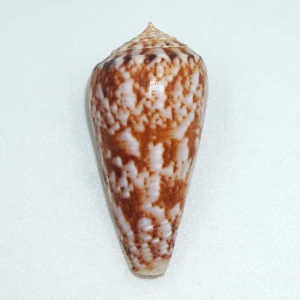 Muszla stożka Conus kinoshitai  (Kuroda, 1956) n.1