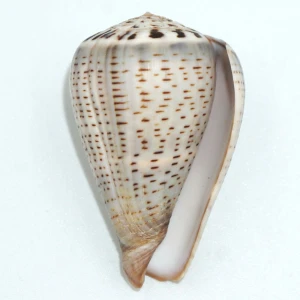 Muszla stożka Conus glaucus (Linne, 1758)