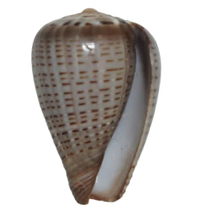 Muszla stożka Conus glaucus (Linne, 1758) sm