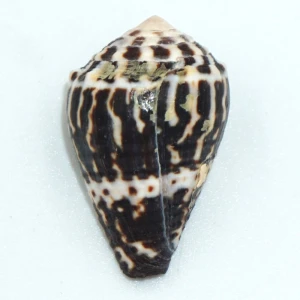 Muszla stożka Conus chaldeus (Roding, 1798) n.1