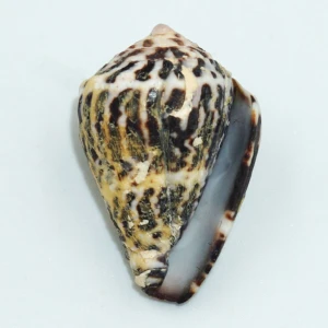 Muszla stożka Conus chaldeus (Roding, 1798) n.2