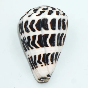 Muszla stożka Conus ebraeus (Linne, 1758) n.3