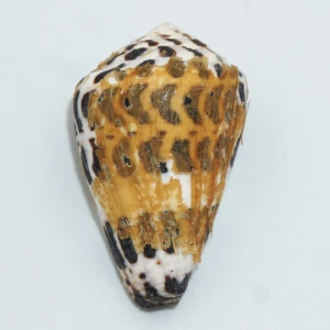Muszla stożka Conus ebraeus (Linne, 1758) n.5