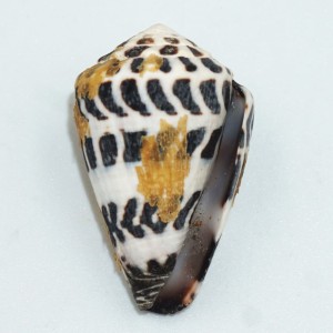 Muszla stożka Conus ebraeus (Linne, 1758) n.5