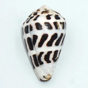 Muszla stożka Conus ebraeus (Linne, 1758) n.4