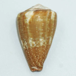 Muszla stożka Conus rattus (Hwass in Bruguière, 1792) n.2