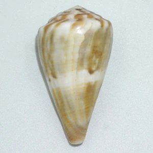 Muszla stożka Conus namocanus badius (Kiener, 1845)