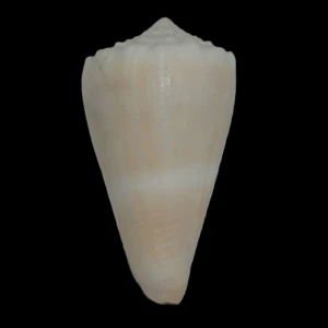 Muszla stożka Conus lividus (Hwass in Bruguière, 1792) n.2