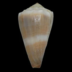 Muszla stożka Conus lividus (Hwass in Bruguière, 1792) n.3