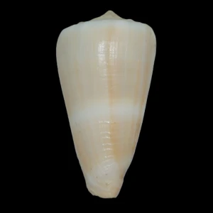 Muszla stożka Conus lividus (Hwass in Bruguière, 1792) n.4