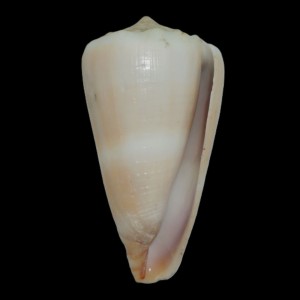 Muszla stożka Conus lividus (Hwass in Bruguière, 1792) n.4