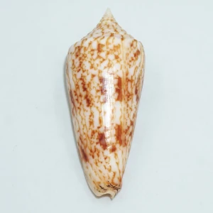 Muszla stożka Conus neptunus (Reeve, 1843)